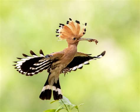  호오! 그 빛나는 깃털의 신비, 호올(Hoopoe)은 어떻게 살아가는 걸까요?  