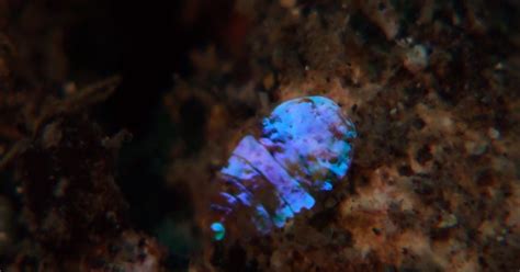  Isidis Iridescent: An Underwater Creature That Shimmers Like Jewels!