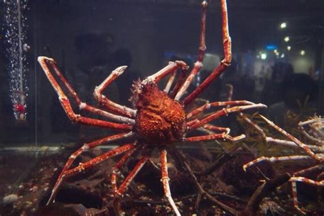  Japanese Spider Crab! This Remarkable Creature Possesses Incredibly Long Legs That Allow It To Traverse the Ocean Floor With Grace