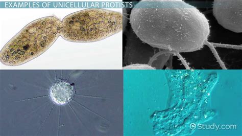  Peridinium! 이 신비로운 단세포 유생은 어떻게 광합성을 할까요?