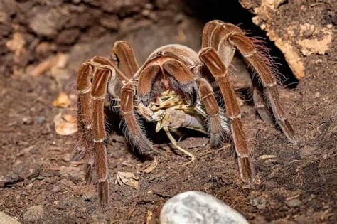  tarantula 육식성 포식자의 강력한 독액과 놀라운 스피드로 먹잇감을 사냥한다!