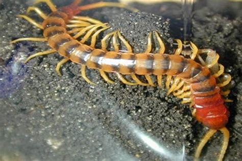  White-Toothed Centipede:  An Amazing Creature That Slinks Through the Undergrowth With Stealth and Deadly Precision!