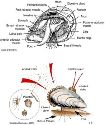  Yellow Mussel: Dive into the World of Filter Feeding and Burrowing Bivalves!